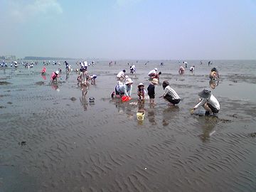 潮干狩り