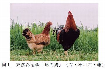 比内鶏は、国の天然記念物