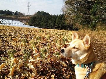 野生動物から田畑を守るという役目もあったでしょうが……