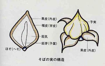 蕎麦の実の構造