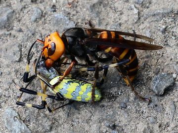 哀れ、スズメバチにとっつかまった女郎蜘蛛