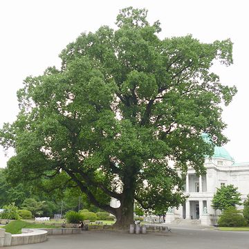 『東京国立博物館』の本館前に巨木
