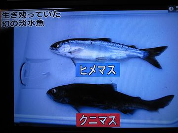 地元では、見たまんま、クロマスと呼ばれていた