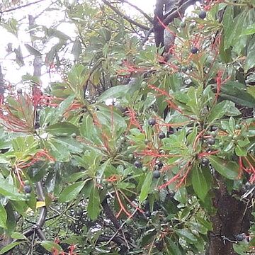 タブノキの花茎