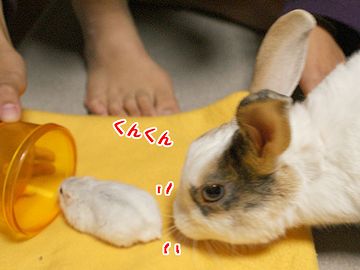 鼻の穴が動いてないけど