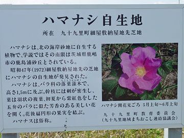 ハマナスは俗称と切り捨て、正々堂々“ハマナシ”を掲げてます