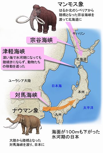 ブラキストン線で線引してるわけだ