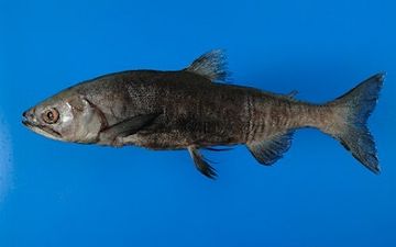これが、田沢湖のクニマス