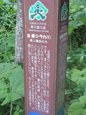 シラカバは、寿命が短い