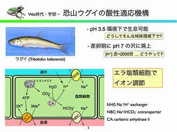 ここのウグイには、特殊な塩基細胞がエラにある