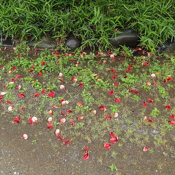 根元には、花が散ってました