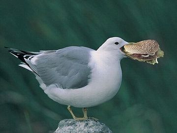 ハンバーグを食うカモメ