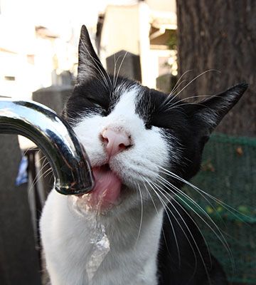 それまで、水しか飲めんのか!