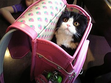 犬が、ランドセル開けたの?