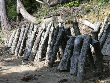 でも、人間にとっては、椎茸栽培のホダ木になるくらいで……