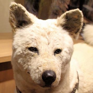 ハチの顔つき