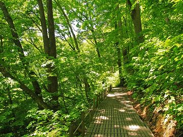 山道と言っても、遊歩道が整備されてますから