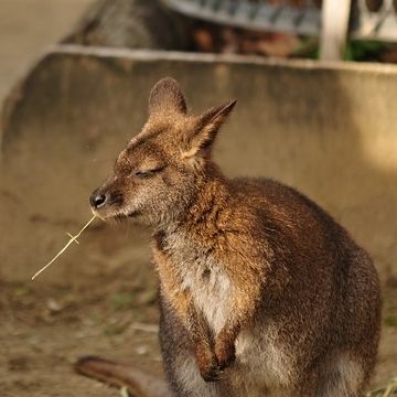 ワラビーです。楊枝として使ってるのかは不明。