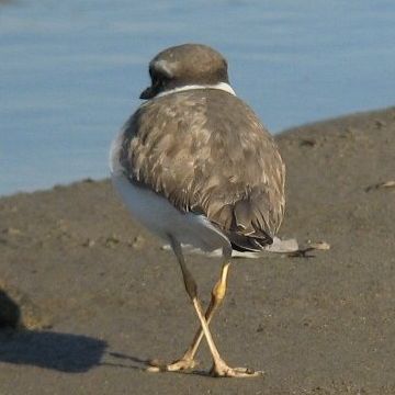 さっき、千鳥足とか言ったじゃないの