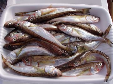 新鮮なハタハタが手に入らなきゃなりませんから……