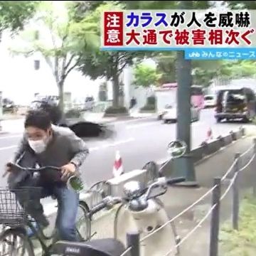 街路樹に巣を作った