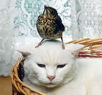 ドヤ顔の鳥