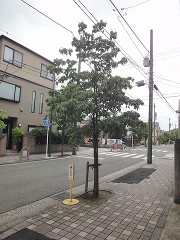 まったく参道らしからぬ道路