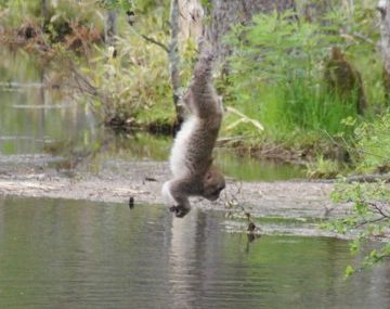 下手すりゃ、地獄谷の猿と一緒にあの世行きです