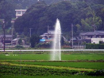 いきなり田んぼから、温泉が湧いたそうです