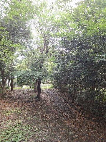 坂の左手の樹林の中