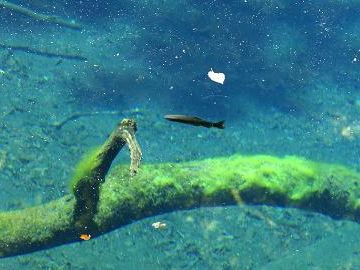 透明だから、上からも見えますよ