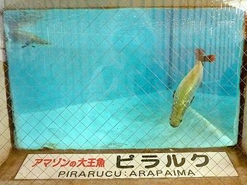 白池地獄・ピラルク