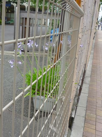 鉄柵の中に、可憐な花