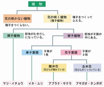 イチョウは裸子植物