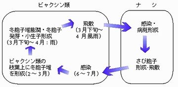 梨の病害である『赤星病』