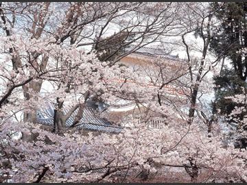 桜の名所・千秋公園