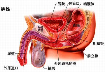 お医者さんならわかるだろ、構造が