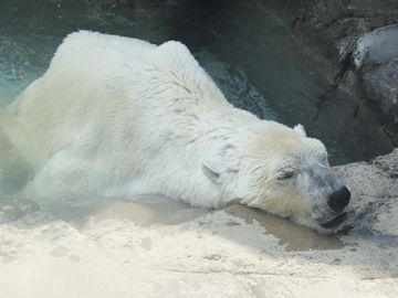 ホッキョクグマのアイスくん(神戸市立王子動物園)