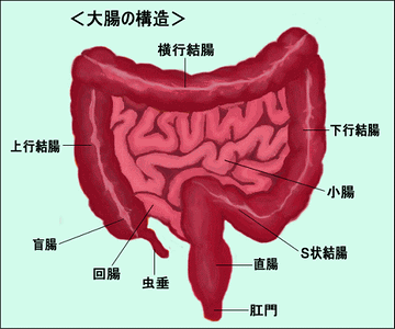 大腸は、おおよそ1.6メートルくらいね