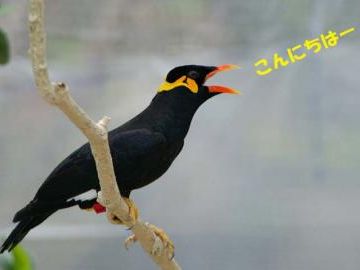 これは、物真似