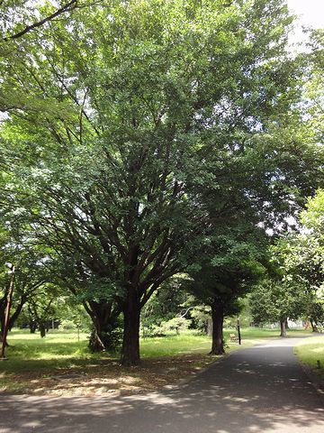 小金井公園内を進みます