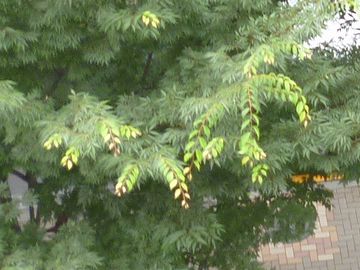 梅雨時なので、徒長枝が伸びてます