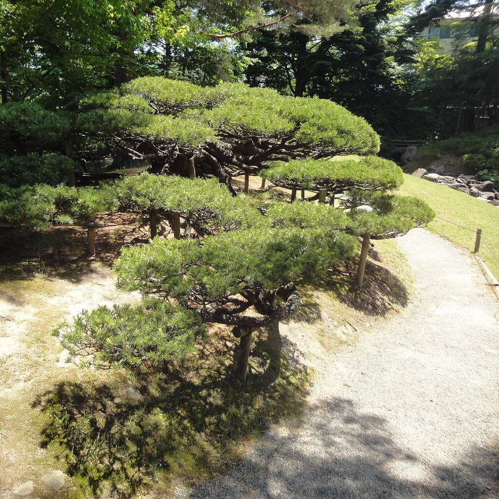 五葉松か?