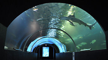串本海中公園・水族館/水中トンネル