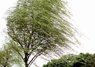 柳の枝みたいに撓って、風を受け流してたのが……