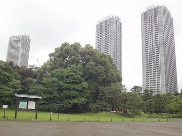 庭園の背後に聳える高層ビル