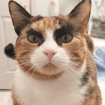 全力の目力