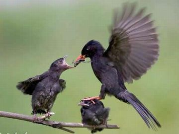 鳥の世界も不公平