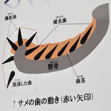 サメの歯は、実に簡単に抜けるそうなんです