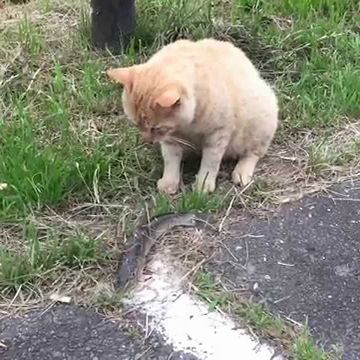 生魚は食べないと言い出したんです